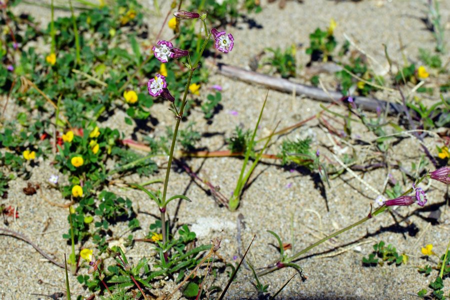Silene niceensis / Silene nizzarda